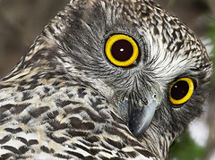 Owl photo by Aussie Flickr user Aaardvaark